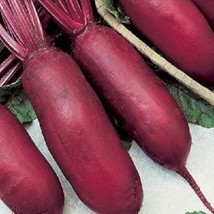 Semilir 245 Seeds Cylindra Beet Beta Vulgaris Vegetable Fast Grow From US - £7.24 GBP