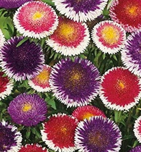 Aster Seeds Pompon Hi-No-Maru Mix 200 Seeds - $6.00