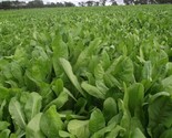 500 Broad Leaf Chicory Seeds  Fast Shipping - £7.20 GBP