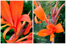 RARE Intrigue Canna Lily Live Plant Rhizome - Home Garden - £65.53 GBP
