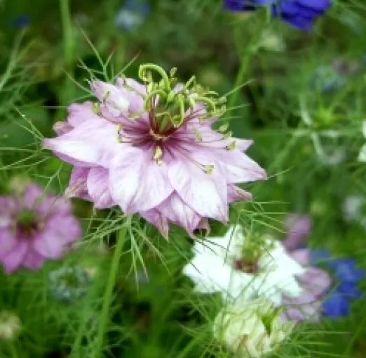 LOVE IN A MIST FLOWER MIXED COLORS 50 FRESH SEEDS  - £3.12 GBP