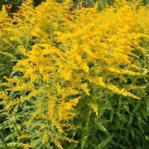 SML 200 Ammi Majus Queen Anns Lace Seeds Perfect Vase Filler Cottage Bul... - $14.99