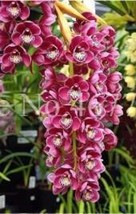 100 Seeds Cymbidium Floribundum Orchid Seeds Purplish Red Flowers Garden - £6.38 GBP