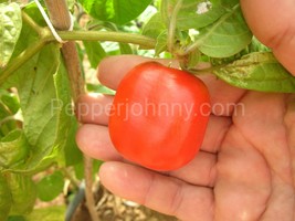Rocoto Manzano red, 10 hot pepper seeds,very hot peruvian pepper black s... - $2.75