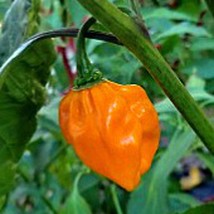 Numex Suave Hot Peppers Orange Seeds Fresh Seeds USA - $12.80