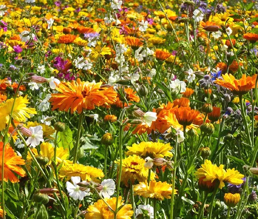 Wildflower Mix 3B Bee Bird Butterfly 1 Oz Bulk Seeds Fresh Seeds - $49.98