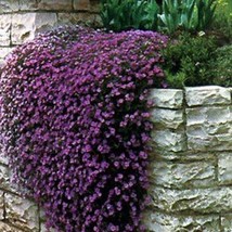 SEPTH Rock Cress- Aubrieta- Cascade Purple- 50 Seeds- BOGO 50% off SALE - $6.06