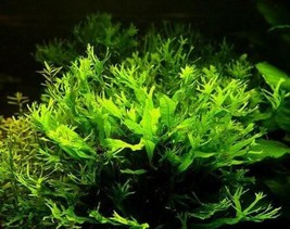 Aquarium Plants Lace Java Fern Full Pot Microsorum windelov - £18.87 GBP