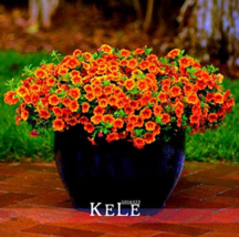 Calibrachoa Kabloom Crave Sunset Vigorous FreeFlowering Annual Petunia 1... - $8.98