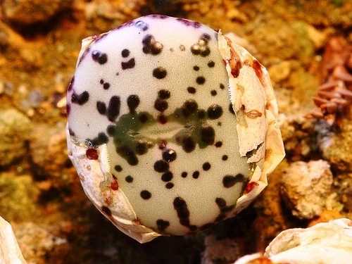 Conophytum Obcordellum rare mesemb exotic succulent seed living stones 1... - $16.44