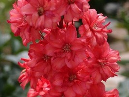 Fresh 25+ Red Delphinium Flower Seeds Long Lasting Perennial - $7.49