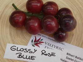 Glossy Rose Blue Tomato - 5+ seeds - P 021 - £1.56 GBP