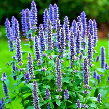 Bloomys 200 Seeds Korean Mint Spring Perennial Herb Mosquito Insect Repe... - £7.37 GBP