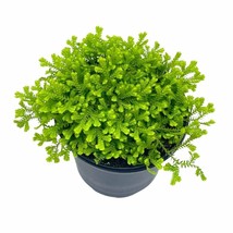 Garden Selaginella, 4 inch, Gold Club Moss, Golden kraussiana - $18.49