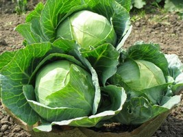 15 Seeds Golden Acre Cabbage Grow Fast Heirloom Seeds Shine - £6.60 GBP