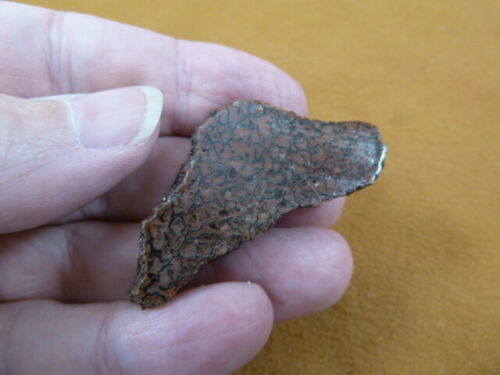 DF300-30) small Fossil REAL DINOSAUR Bone Slice Jurassic Dino love dinos... - $10.39