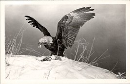 Alaskan Bald Eagle Alaska RPPC Robinson Photo Postcard Z26 - £15.94 GBP