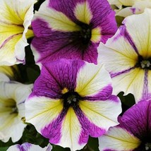 Fresh Garden 50 Yellow Purple White Petunia Seeds Seed 301 - £7.41 GBP