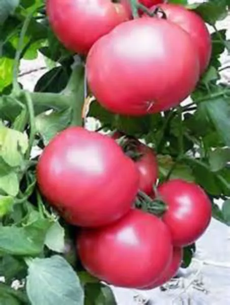 USA Seller FreshHomer Tomato 20 Seeds We Sell Over 300 Types Of Tomatoes - $12.98