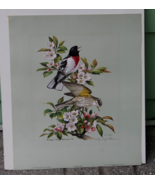 VTG Rose Breasted Grosbeak by Roger Tory Peterson  1978 Lithograph 25 of... - $237.17 CAD