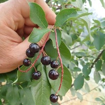 LIVE PLANT Heirloom Virginia Cherry shrub fruit on small tree edible native  - £35.96 GBP