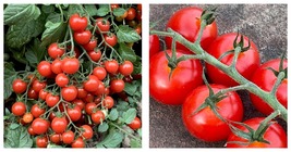 200seeds &#39;piccolo Cherry&#39; Tomato Seeds International Ship - £14.15 GBP