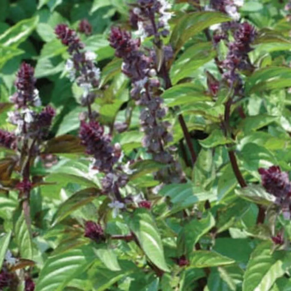 500+ Basil Seeds, Cinnamon (Ocimum basilicum)Heirloom - €3,01 EUR