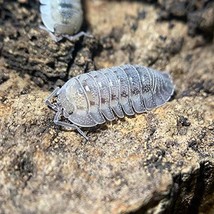 XYZReptiles Live Insects Armadillidium peraccae Isopods for Sale Cleanup... - £27.91 GBP