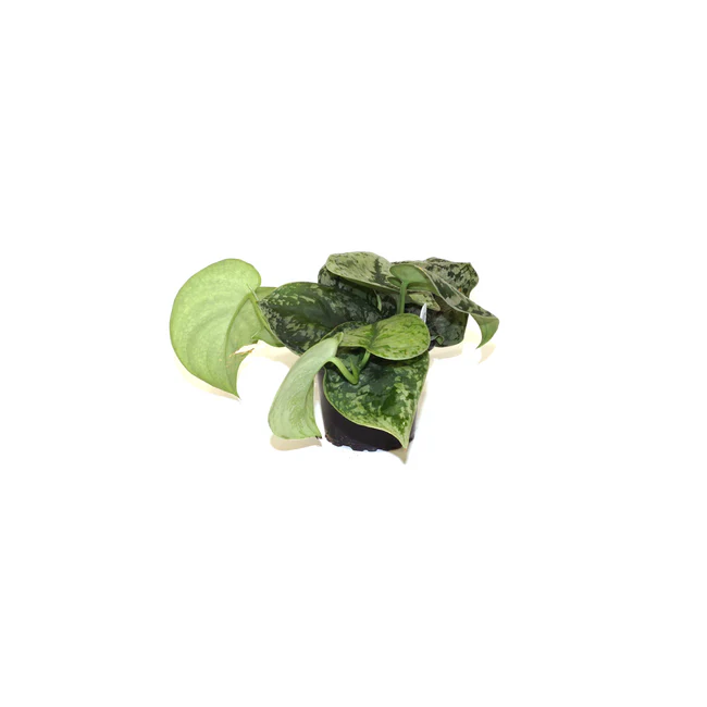 PSStore Scindapsus Pictus Exotica 3.5 Until 4 Inch Pot - £35.31 GBP