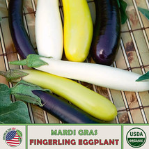 AD 50 Mardi Gras Fingerling Eggplant Mix Heirloom Non Gmo Home Garden - $13.26