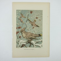 Bird Lithograph Print Waxwings Snowy Branches Winter Berries F. Flinzer Antique - £15.97 GBP