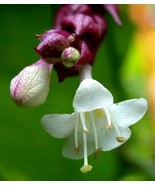 10 Pcs Gold Lantern Himalayan Honeysuckle Seeds - $17.96