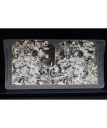 Antique Keystone Co Stereoview Bird Goldfinch Eggs &amp; Nest Nature Rare Find - $20.74 CAD