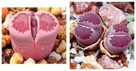 Lithops salicola Bacchus Succulents Garden Plants Seeds 300 Seeds - £23.53 GBP