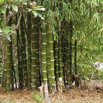50 giant thorny bamboo seeds privacy climbing garden shade seed thumb200