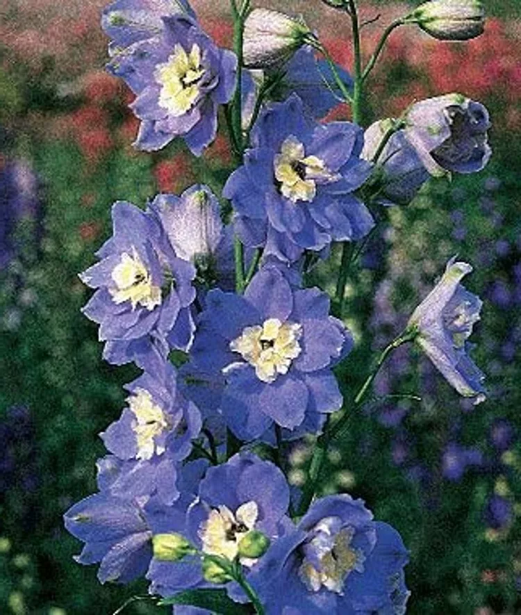 50 SEEDS Plant Delphinium Summer Skies Giant - £12.02 GBP