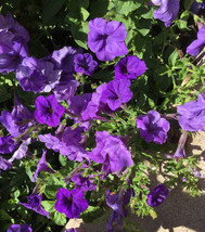 New Fresh Seeds Easy Wave Blue Wave 25 Petunia Seed USA Seller - £24.96 GBP