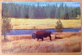 1955 Vintage Haynes Kodachrome Bison Buffalo Nez Perce Creek Yellowstone... - $39.99