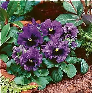 Pansy Frizzle Sizzle Blue 250 seeds - $33.78