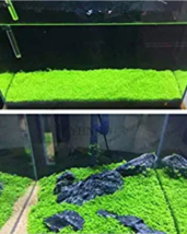 500 Pcs Aquarium Glossostigma Hemianthus Callitrichoides Bonsai Water Gr... - $4.68