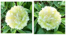 40 Seeds Fragrant Rising Sun Peony Creamy White with Pale Green Double Blooms - £11.77 GBP