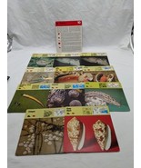 Lot Of (11) 1975 Rencontre Molluscs Education Cards - $367.57 MXN