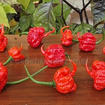 10 Dragons Breath Pepper Seeds Very Hot Pepper Atomic Specialty 2.4 Million Scov - £17.66 GBP