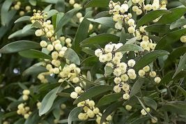 20 Seeds Australian Blackwood Tree Black Acacia Melanoxylon Wattle Yellow Flower - £13.47 GBP
