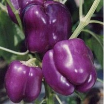 Fresh Garden Lilac Bell Pepper Seeds | Sweet | Organic | Purple Bell Peppers | R - £8.00 GBP