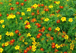 250 Signet Marigold Seeds ‘Starfire Mix’ - £5.97 GBP