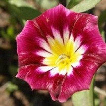 US Seller 25 Ensign Red Morning Glory Convolvulus Perennial Flower Seeds Fast Sh - £11.46 GBP