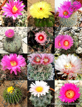 FLOWERING ECHINOCACTUS MIX variety exotic barrel cactus rare cacti seed ... - $167.21 MXN