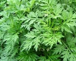 Mugwort Seeds 500 Perennial Herb Garden Plants Artemisia Vulgaria Fast S... - £7.16 GBP