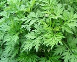 Mugwort Seeds 500 Perennial Herb Garden Plants Artemisia Vulgaria Fast S... - $8.99